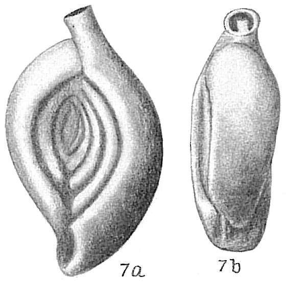 Image of Spiroloculina eximia Cushman 1922