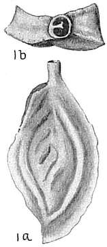 Image of Spiroloculina grateloupi d'Orbigny 1852