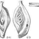 Image of Spiroloculina ornata d'Orbigny 1839