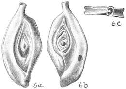 Image of Spiroloculina ornata d'Orbigny 1839