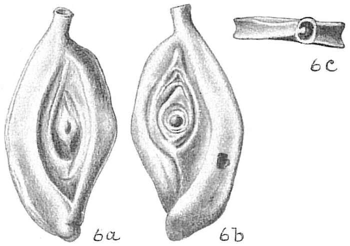 Image of Spiroloculina ornata d'Orbigny 1839