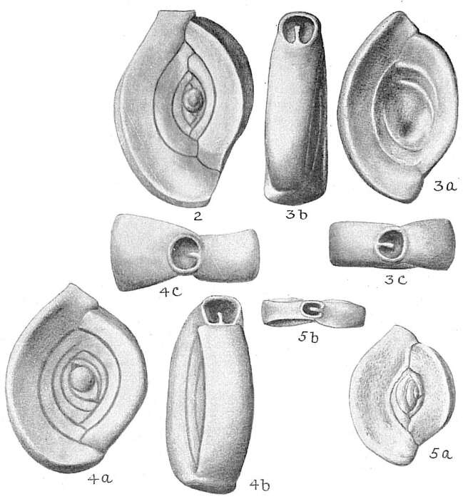 Image of Spiroloculina planulata (Lamarck 1804)