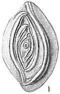 Image of Spirophthalmidium acutimargo (Brady 1884)