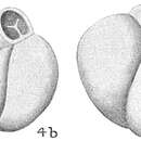 Image of Triloculina anconensis (Schulze 1854)