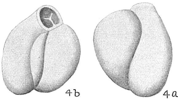 Image of Triloculina anconensis (Schulze 1854)