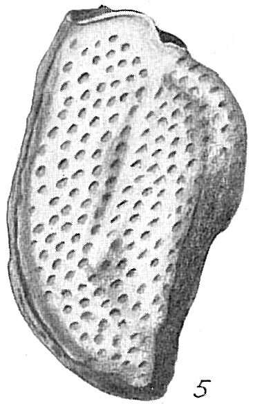 Image of Triloculina bicarinata d'Orbigny 1839