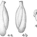 Triloculina gracilis d'Orbigny 1839 resmi