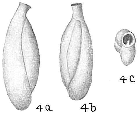 Image of Triloculina gracilis d'Orbigny 1839