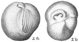 Image of Triloculina insignis (Brady 1881)