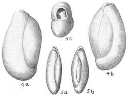 Image of Triloculina oblonga (Montagu 1803)