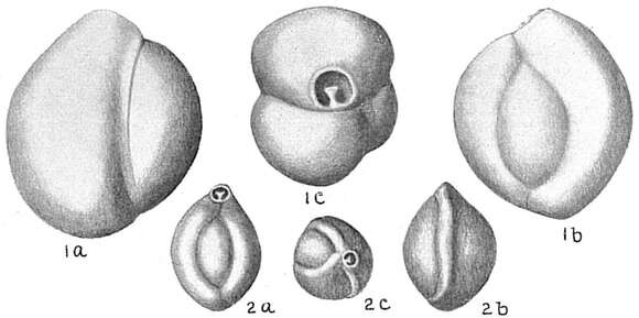 Image of Triloculina trigonula (Lamarck 1804)