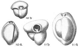 Image of Triloculina trigonula (Lamarck 1804)