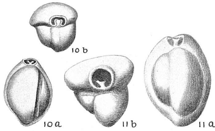 Image of Triloculina trigonula (Lamarck 1804)