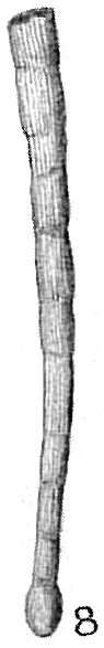 Image of Tubinella funalis (Brady 1884)