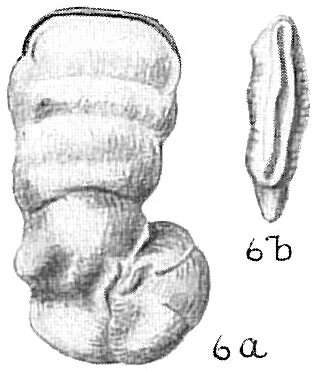 Image of Vertebralina striata d'Orbigny 1826