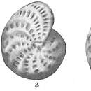 Image of Elphidium alvarezianum (d'Orbigny 1839)