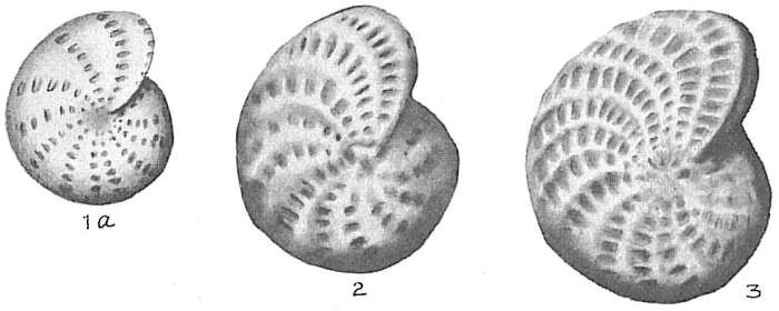 Image of Elphidium alvarezianum (d'Orbigny 1839)