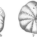 Elphidium articulatum (d'Orbigny 1839)的圖片