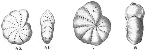 Image of Elphidium articulatum (d'Orbigny 1839)