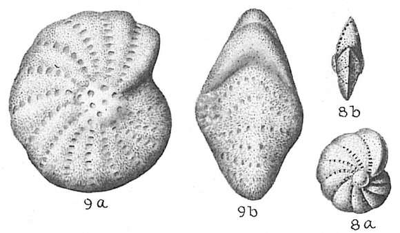 Image de Elphidium discoidale (d'Orbigny 1839)