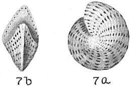Image of Elphidium lanieri (d'Orbigny 1839)