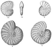 Image of Elphidium lessonii (d'Orbigny 1839)