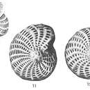 Слика од Elphidium owenianum (d'Orbigny 1839)