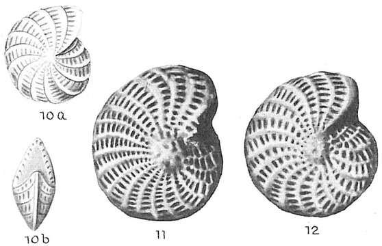 Image of Elphidium owenianum (d'Orbigny 1839)
