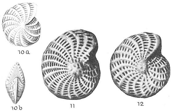 Слика од Elphidium owenianum (d'Orbigny 1839)