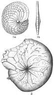 Image de Heterostegina antillarum d'Orbigny 1839