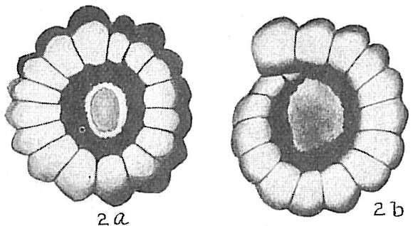 Imagem de Nonion crassulum (Walker & Jacob 1798)