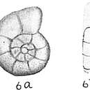 Imagem de Nonion exponens (Brady, Parker & Jones 1888)