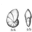 Imagem de Nonion sloanii (d'Orbigny 1839)