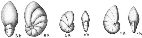 Imagem de Nonion sloanii (d'Orbigny 1839)