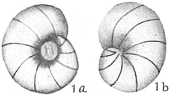 Imagem de Nonion umbilicatulum (Walker & Jacob 1798)