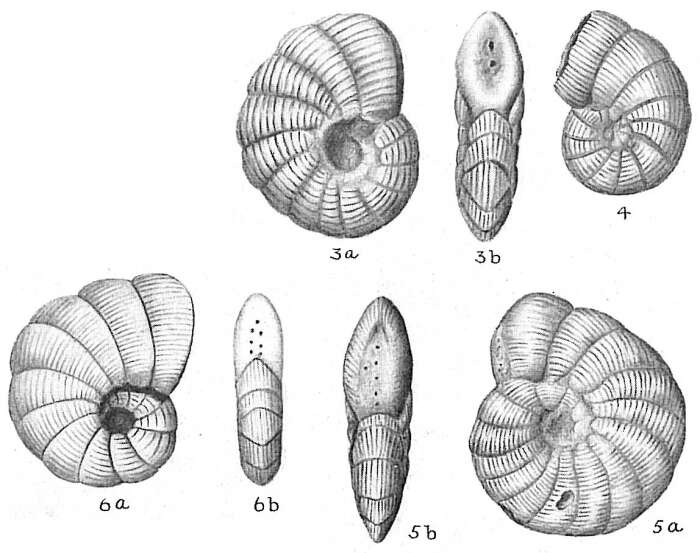 Image of Peneroplis pertusus (Forsskål ex Niebuhr 1775)