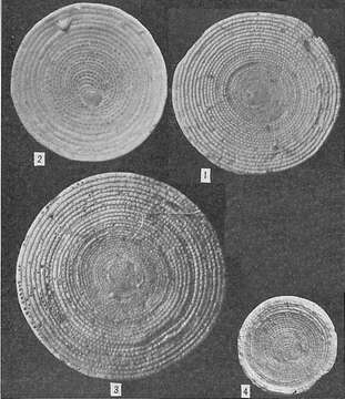 Image of Sorites marginalis (Lamarck 1816)