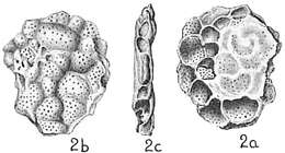 Imagem de Acervulinidae