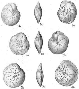 Imagem de Amphisteginidae