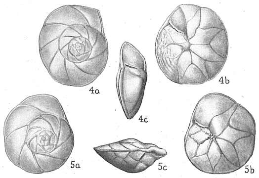 Image of Asterigerina carinata d'Orbigny 1839
