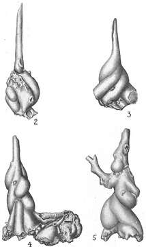 Image of Carpenteria hassleri Cushman 1931