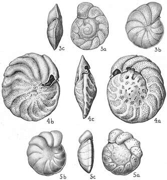 Image of Cibicides floridanus (Cushman 1918)