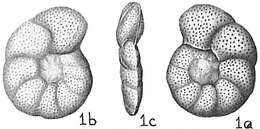 Image of Cibicididae