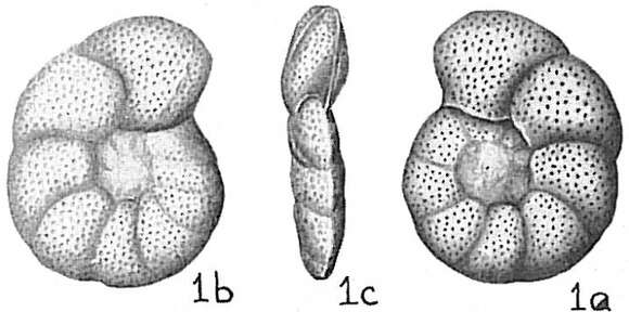 Image of Cibicides Montfort 1808