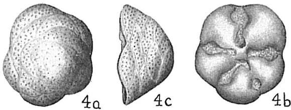 Image of Cymbaloporetta squammosa (d'Orbigny 1839)