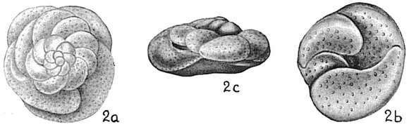 Image of Discorbis mediterraneus Risso 1826