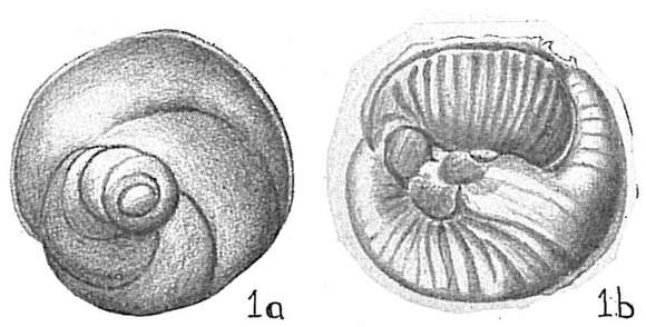 Image of Discorbis orbicularis var. selseyensis (Heron-Allen & Earland 1911)