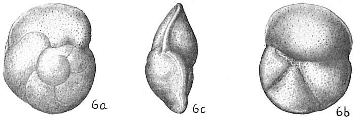 Image of Globorotalia hirsuta (d'Orbigny 1839)