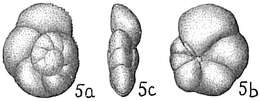 Image of Globorotalia scitula (Brady 1882)