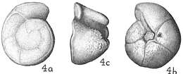 Image of Globorotalia truncatulinoides (d'Orbigny 1839)